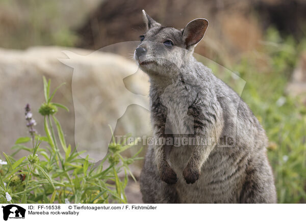Mareeba rock-wallaby / FF-16538