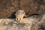 standing Mareeba rock wallaby