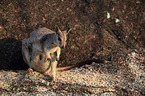 sitting Mareeba rock wallaby