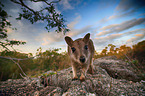 standing Mareeba rock wallaby