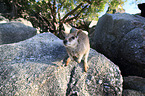 sitting Mareeba rock wallaby