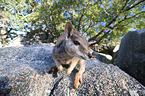 standing Mareeba rock wallaby