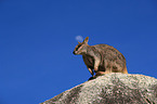 sitting Mareeba rock wallaby