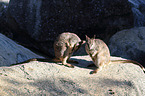 standing Mareeba rock wallaby