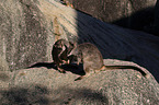 Mareeba rock wallaby at the rock