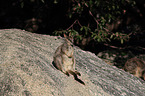 sitting Mareeba rock wallaby