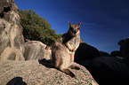 sitting Mareeba rock wallaby