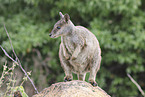 Mareeba rock-wallaby