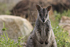 Mareeba rock-wallaby