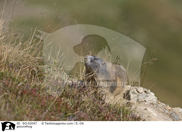 Murmeltier / groundhog / SO-02047