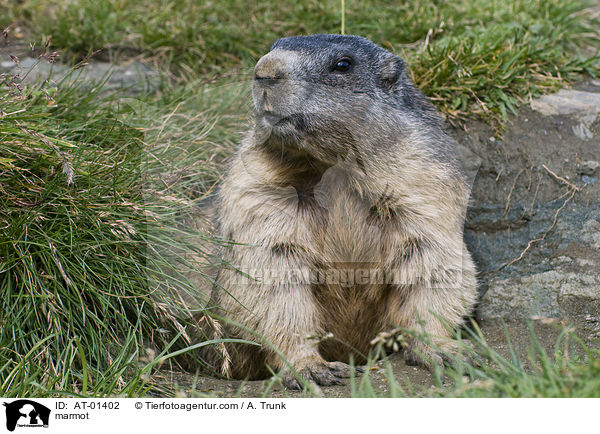 Murmeltier / marmot / AT-01402