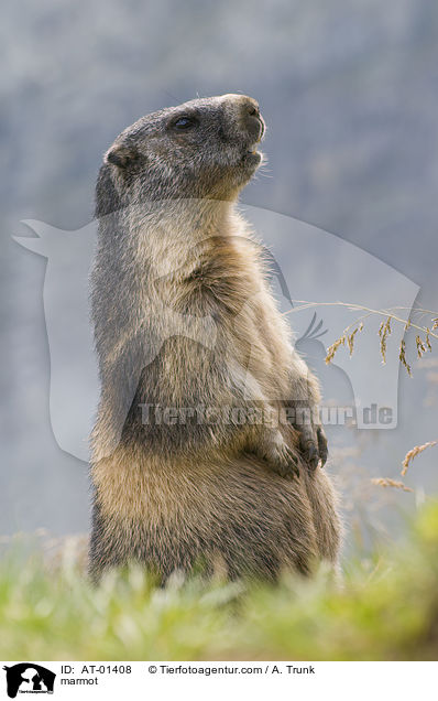 Murmeltier / marmot / AT-01408