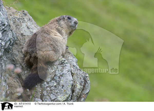 Murmeltier / marmot / AT-01410