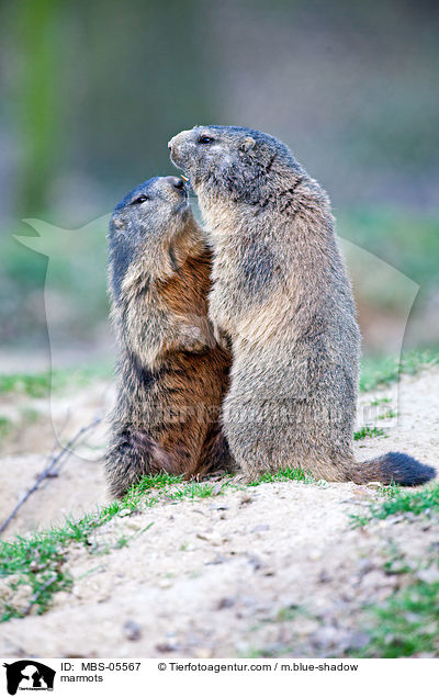 Murmeltiere / marmots / MBS-05567