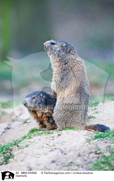 Murmeltiere / marmots / MBS-05568