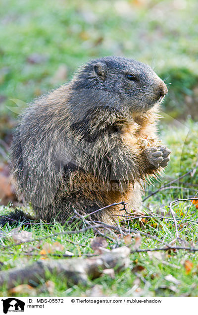 Murmeltier / marmot / MBS-05572