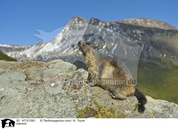 Murmeltier / marmot / AT-01581
