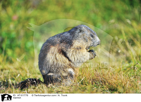 marmot / AT-01776