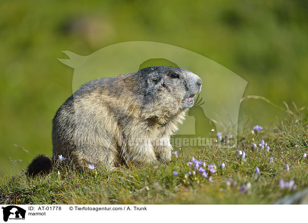 Murmeltier / marmot / AT-01778