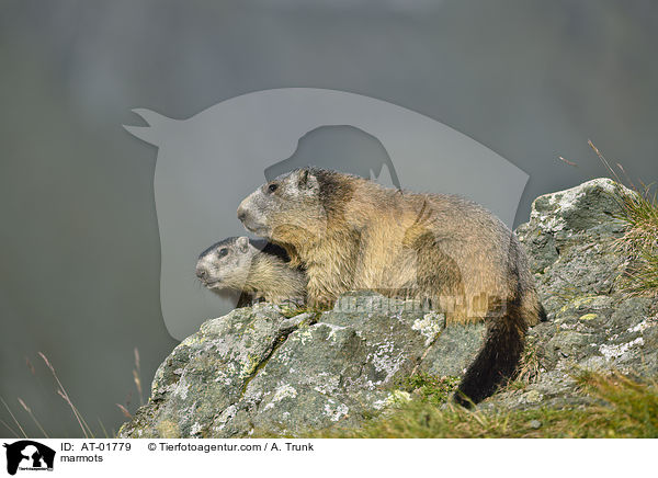 Murmeltiere / marmots / AT-01779