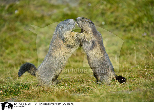 Murmeltiere / marmots / AT-01785
