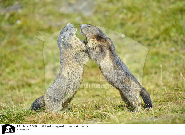 marmots / AT-01786