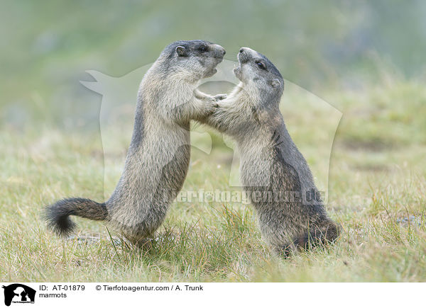 marmots / AT-01879