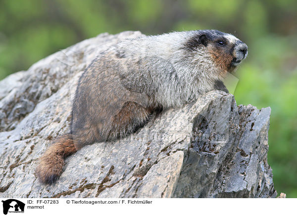 marmot / FF-07283