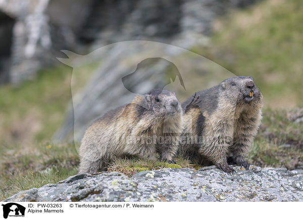 Alpine Marmots / PW-03263