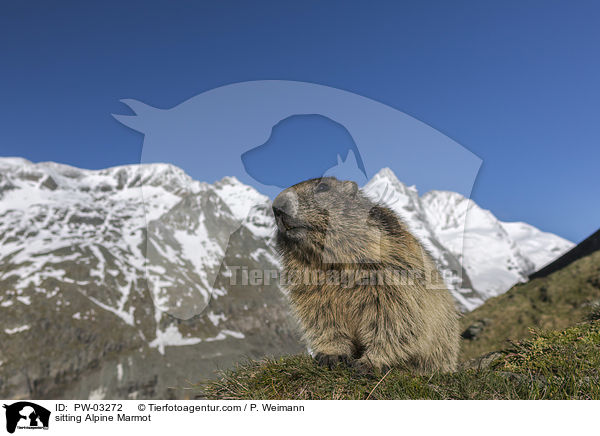 sitzendes Alpenmurmeltier / sitting Alpine Marmot / PW-03272