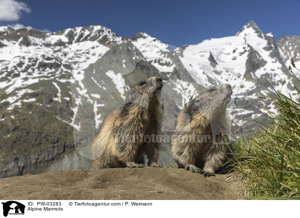 Alpenmurmeltiere / Alpine Marmots / PW-03283