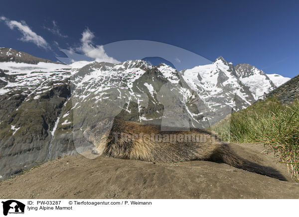 liegendes Alpenmurmeltier / lying Alpine Marmot / PW-03287