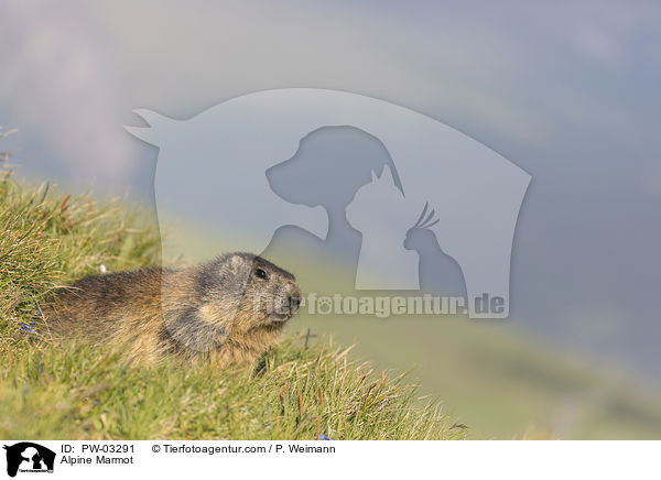 Alpenmurmeltier / Alpine Marmot / PW-03291