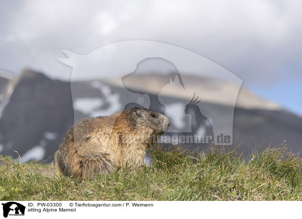 sitzendes Alpenmurmeltier / sitting Alpine Marmot / PW-03300