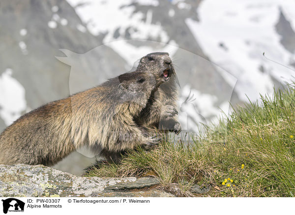 Alpenmurmeltiere / Alpine Marmots / PW-03307