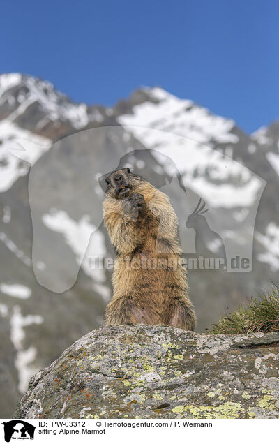 sitzendes Alpenmurmeltier / sitting Alpine Marmot / PW-03312