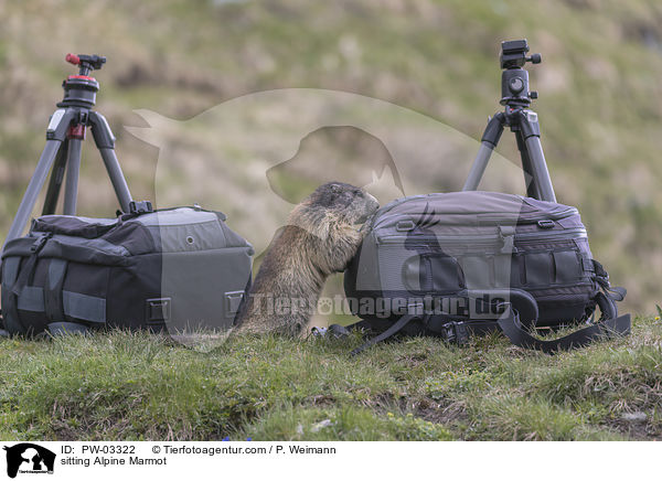 sitzendes Alpenmurmeltier / sitting Alpine Marmot / PW-03322