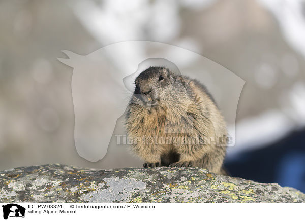 sitzendes Alpenmurmeltier / sitting Alpine Marmot / PW-03324