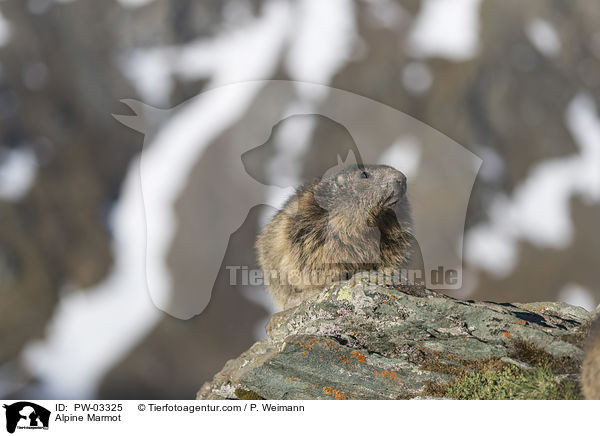 Alpenmurmeltier / Alpine Marmot / PW-03325
