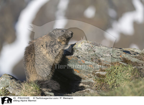 sitzendes Alpenmurmeltier / sitting Alpine Marmot / PW-03326