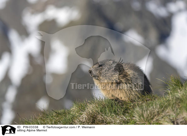 sitzendes Alpenmurmeltier / sitting Alpine Marmot / PW-03338