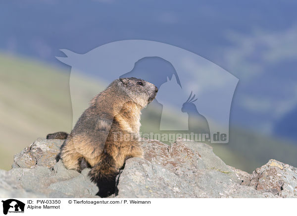Alpenmurmeltier / Alpine Marmot / PW-03350