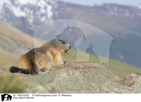 liegendes Alpenmurmeltier / lying Alpine Marmot / PW-03354