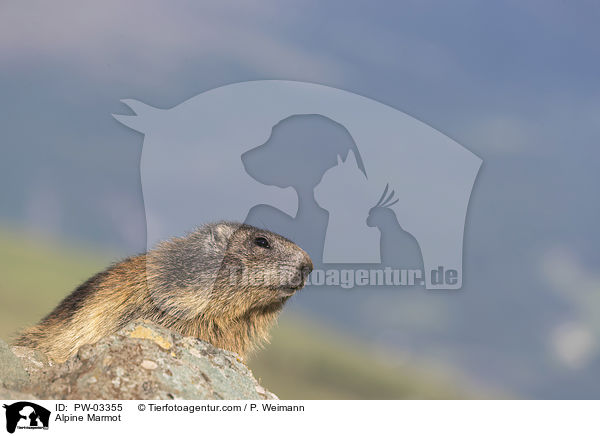 Alpenmurmeltier / Alpine Marmot / PW-03355