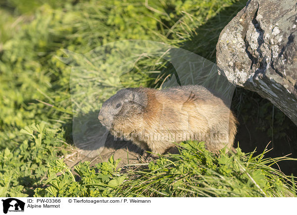 Alpenmurmeltier / Alpine Marmot / PW-03366