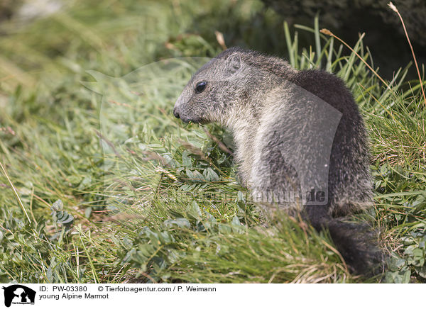young Alpine Marmot / PW-03380