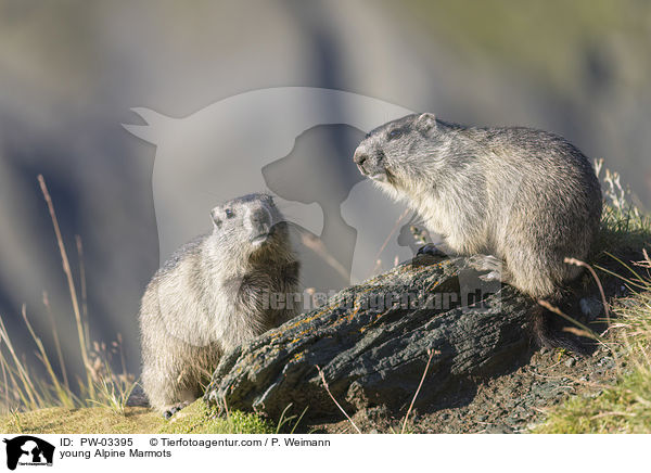 junge Alpenmurmeltiere / young Alpine Marmots / PW-03395