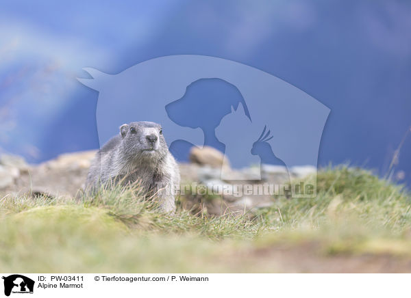 Alpenmurmeltier / Alpine Marmot / PW-03411