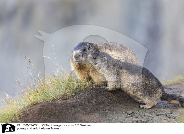 Alpenmurmeltier Jungtier und Erwachsender / young and adult Alpine Marmot / PW-03427