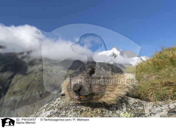 Alpenmurmeltier / Alpine Marmot / PW-03457